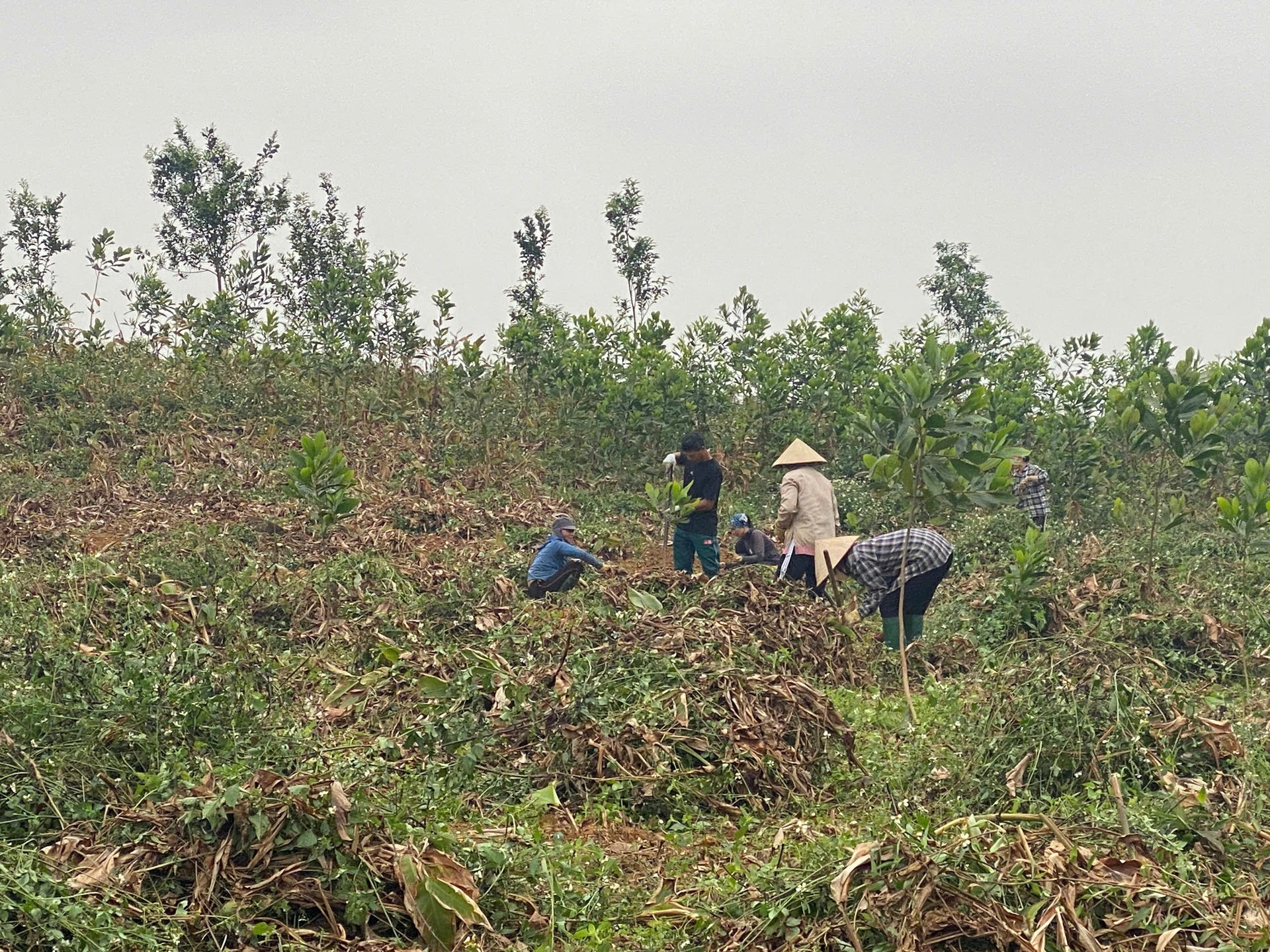 Đất rừng giao khoán: Trường hợp nào được cấp Giấy chứng nhận quyền sử dụng đất?