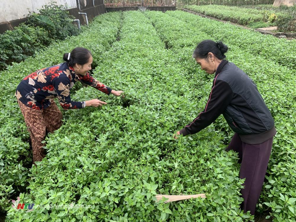 Cả làng này ở Nghệ An 'thơm ngày thơm đêm' bởi trồng thành công rau gia vị gì?