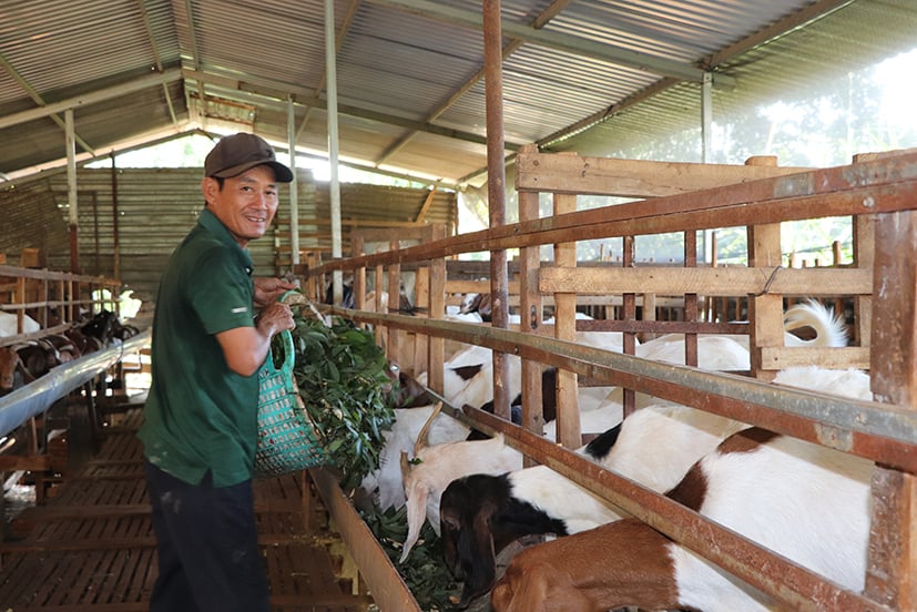 Sáp nhập TP HCM, Bình Dương, đây là vật nuôi đang tăng giá tốt nhất ở Bà Rịa-Vũng Tàu, hễ bán nhiều là trúng lớn