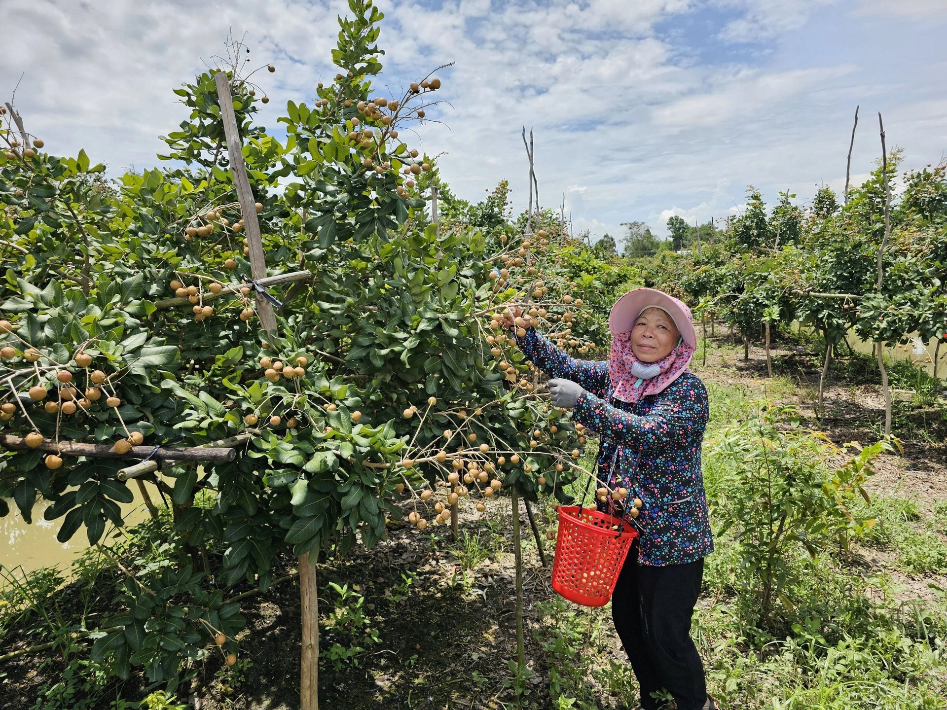 Cần Thơ trồng thành công các loại quả ngon nổi tiếng trước ngày 'đón' tỉnh Sóc Trăng, Hậu Giang