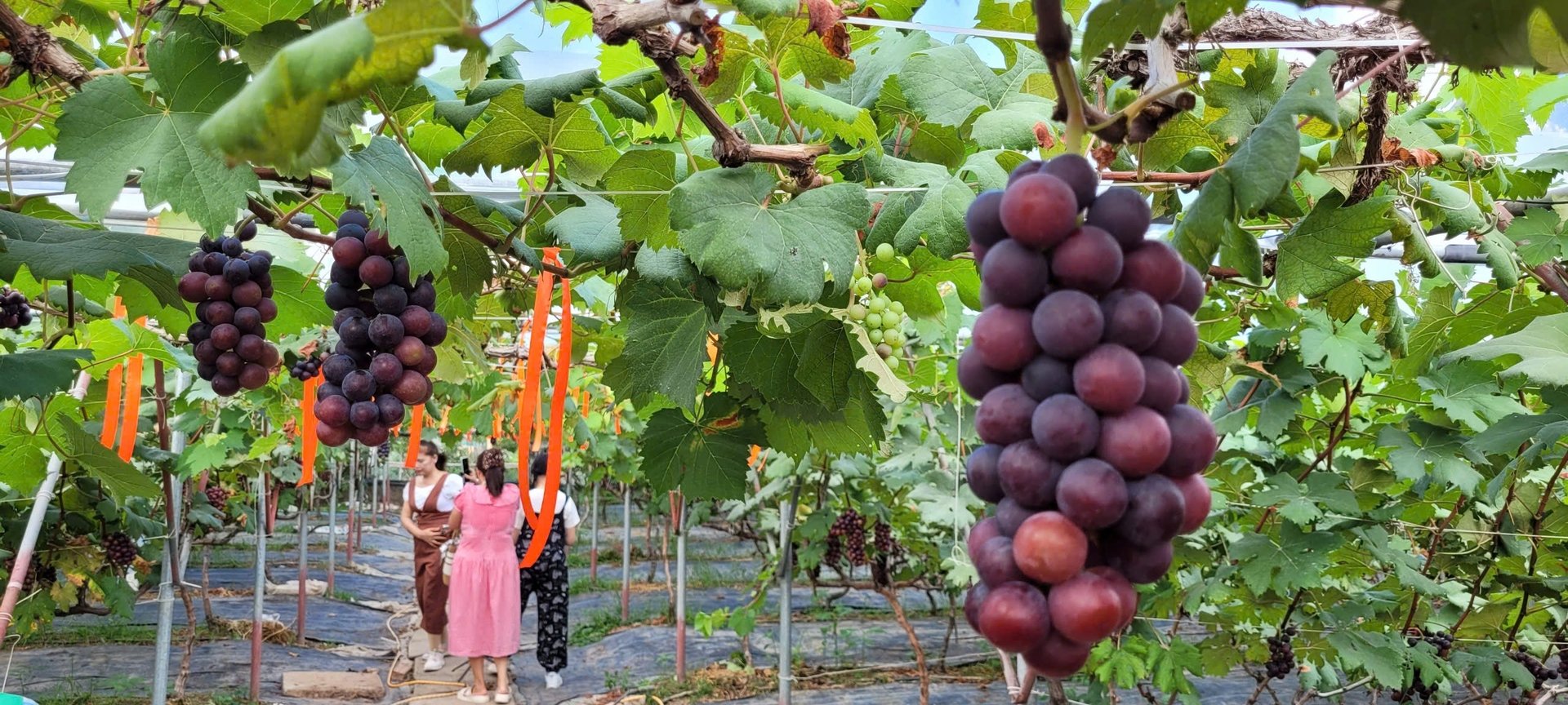 Vườn đẹp như phim ở Hải Phòng trồng giống nho gì mà ngó đâu cũng đụng quả, thiên hạ đang kéo đến xem