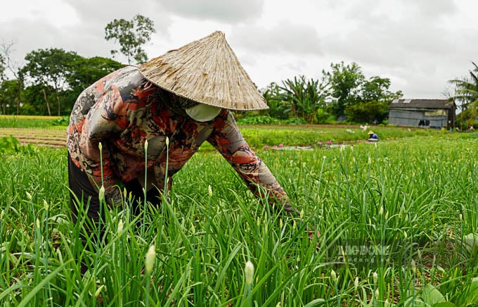 Trồng thành công thứ rau thơm khắp đồng ở Sóc Trăng, hễ cắt hoa bán thương lái tranh nhau mua