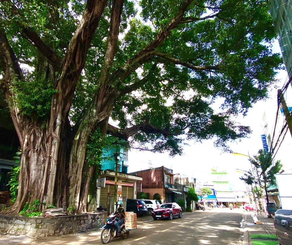 Sáp nhập tỉnh Phú Yên, ở Đắk Lắk có cây cổ thụ hoành tráng thế này đây