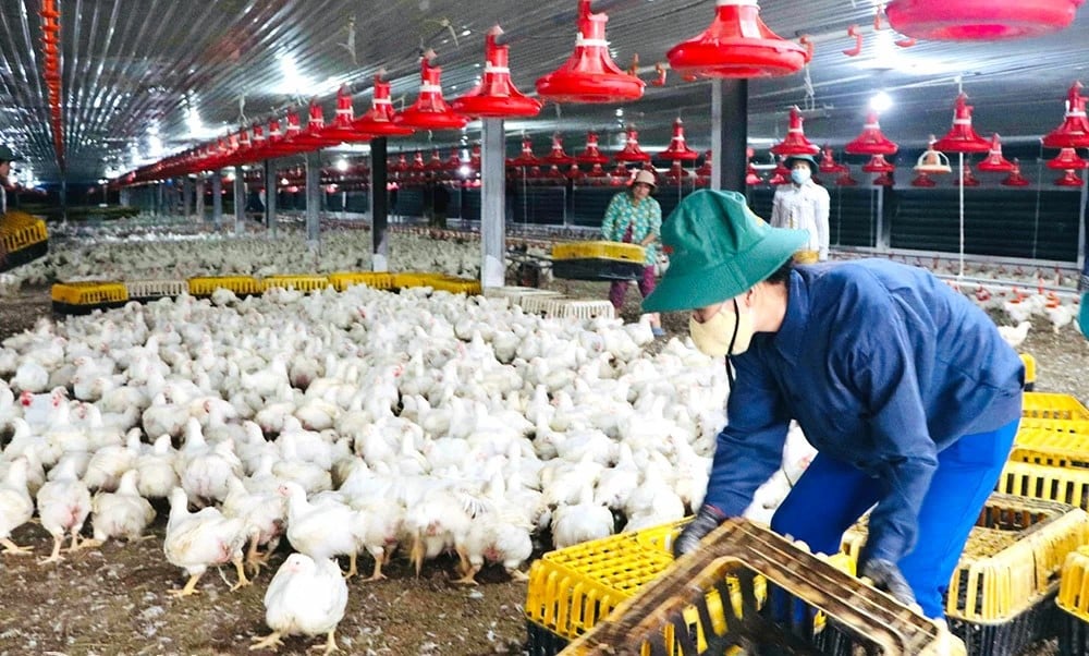 Tỉnh mới tên Đồng Nai sau sáp nhập Bình Phước là 'thủ phủ' chăn nuôi quy mô nhất trong 34 tỉnh/thành phố mới của Việt Nam