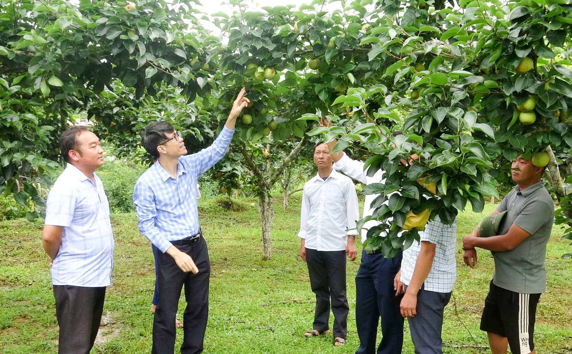 Nông dân vùng này ở Lai Châu đổi mới tư duy trồng lê, mở đường giảm nghèo bền vững