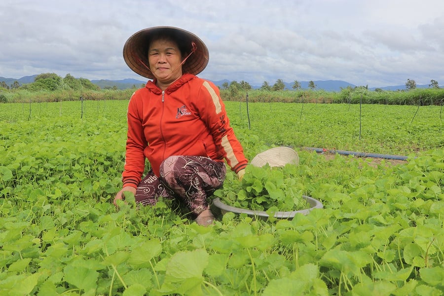 Nhổ bừa cây rau dại này về trồng, nay dính tí nước tốt um ở Gia Lai, cứ cắt là thương lái 'khuân' hết sạch