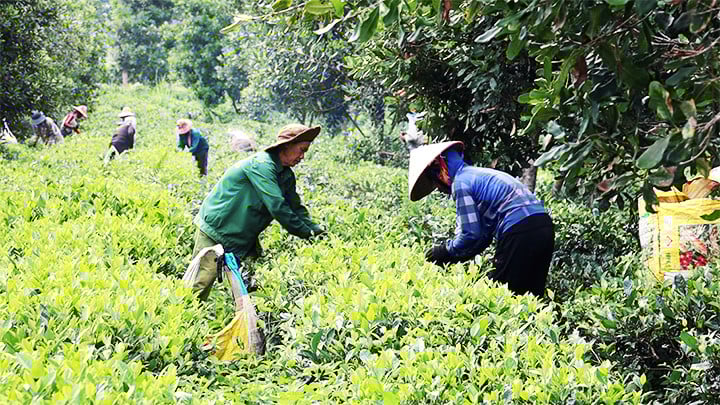 Nâng cao giá trị sản phẩm nông nghiệp - giải pháp thực hiện có hiệu quả chương trình xóa đói giảm nghèo ở huyện vùng cao