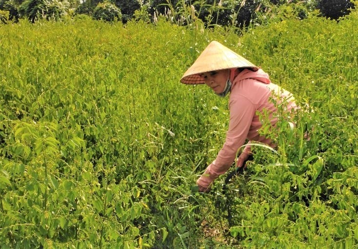 Thứ rau ngon dính tí nước tốt um, nhai ngọt như mì chính, trồng có 4 sào ở Bà Rịa-Vũng Tàu mà cầm cục tiền to