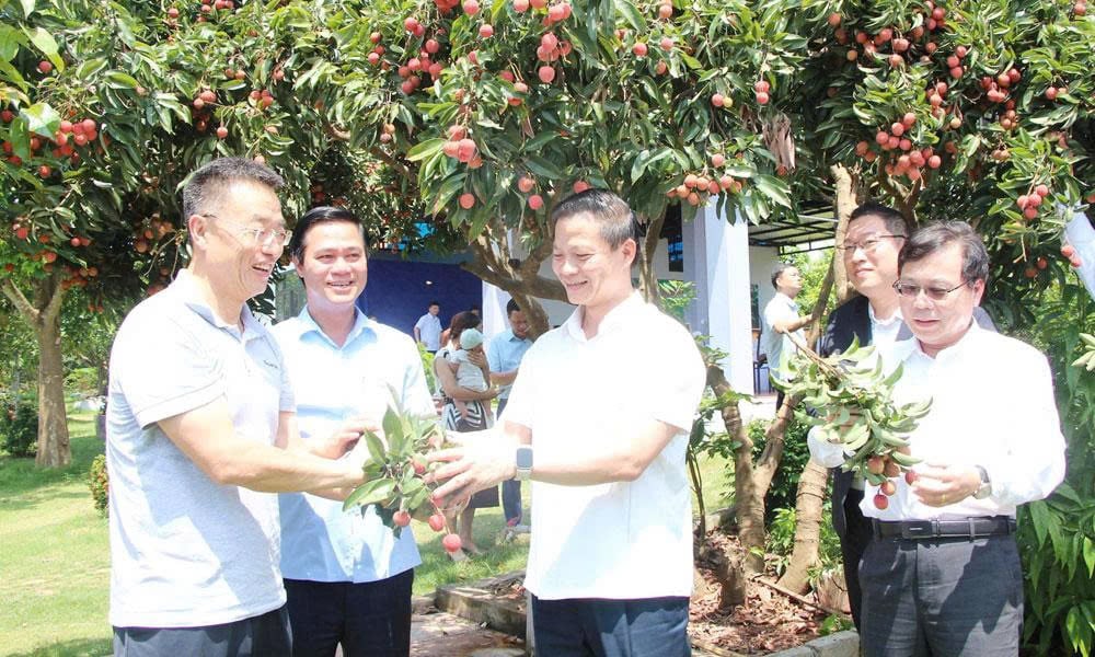 Chủ tịch UBND tỉnh Bắc Ninh giúp nông dân bán 100 tấn vải thiều vào các khu công nghiệp