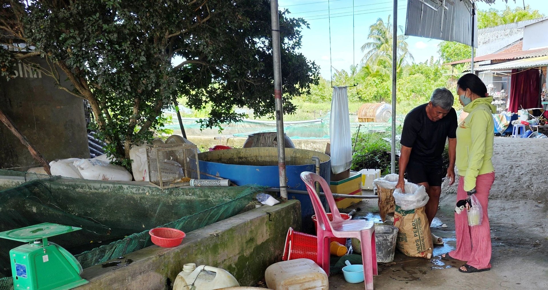 Đây là loại vật nuôi đang tăng giá tốt ở các tỉnh ĐBSCL, ở Cần Thơ nhà nào xúc bán là hút hàng