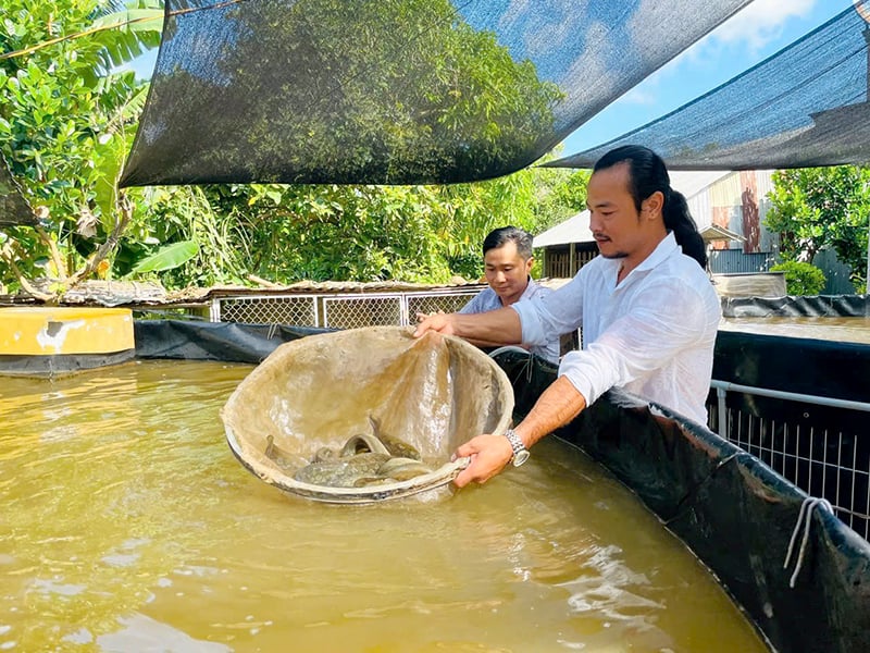 Nuôi 'nhân sâm nước' dưới tán vườn xoài Đồng Tháp, cả làng phục lăn