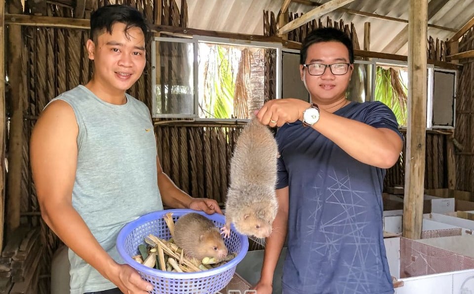 Nuôi loài thú đặc sản này ở Cà Mau, cho ăn thêm cơm nguội, bán 1,8-2 triệu/cặp