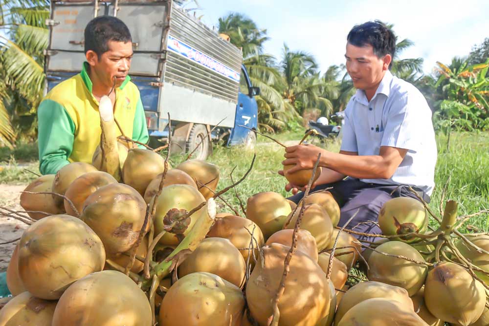 Nông dân một ấp ở tỉnh Vĩnh Long (mới) trồng 8ha dừa Mã Lai, cứ cắt quả đến đâu bán hết đến đó