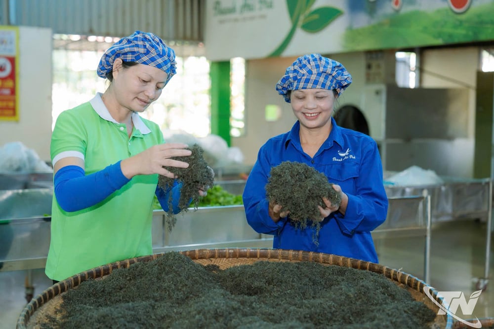 Một HTX chè ở Thái Nguyên làm phân bón từ vỏ chuối, trứng gà, người ta bán tín bán nghi, dùng thử bất ngờ luôn