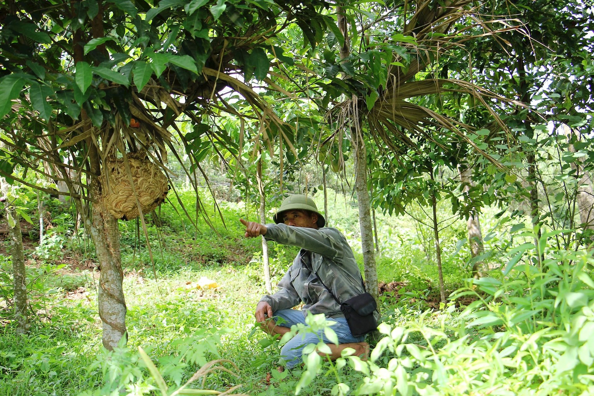 Con động vật hoang dã này nếu bị 'trêu chọc' là nguy, ở Thanh Hóa, dân đem tổ treo trong vườn làm gì?