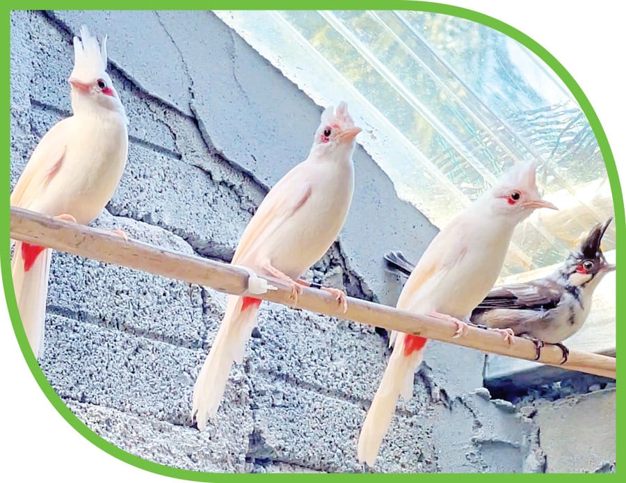 Một đứa trẻ từng sống trong trại mồ côi, nay là 'vua chim màu' ở tỉnh Gia Lai, nuôi chim gì mà bán 10-150 triệu/con?