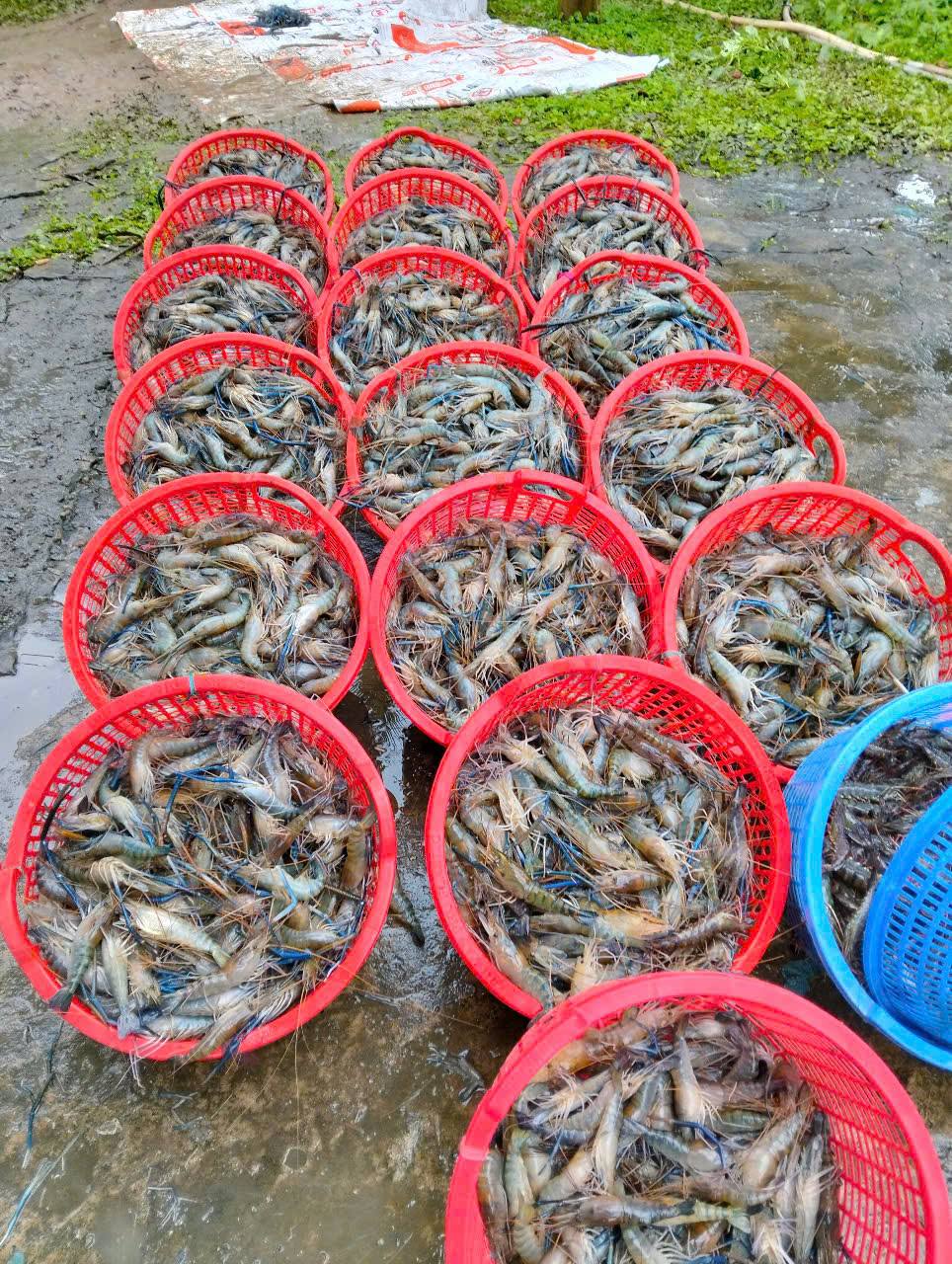 Nuôi tôm càng to bự trong ruộng lúa ở Hậu Giang (cũ), cứ bắt lên là bán hết veo