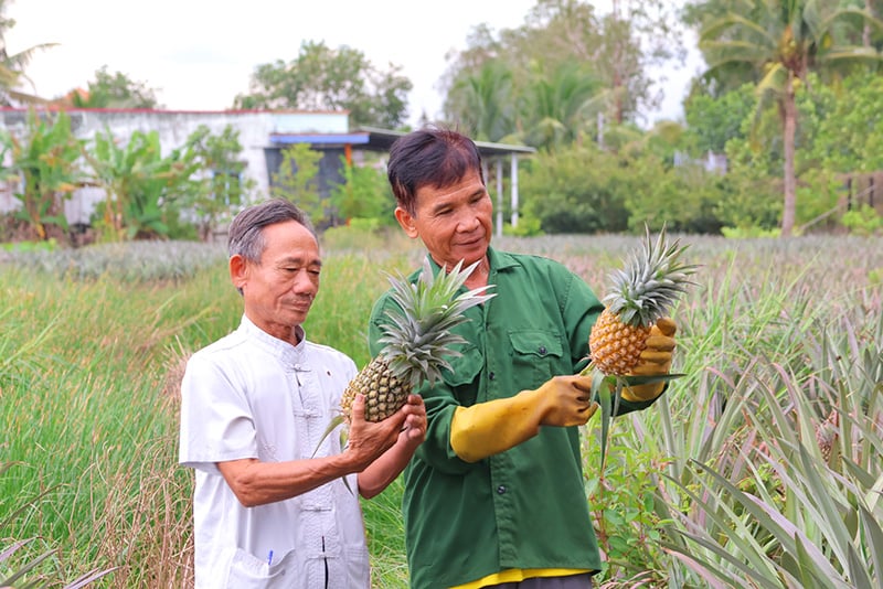 Sáp nhập tỉnh Tiền Giang thành công, đây là vùng trồng quả đặc sản bình dân của tỉnh Đồng Tháp mới