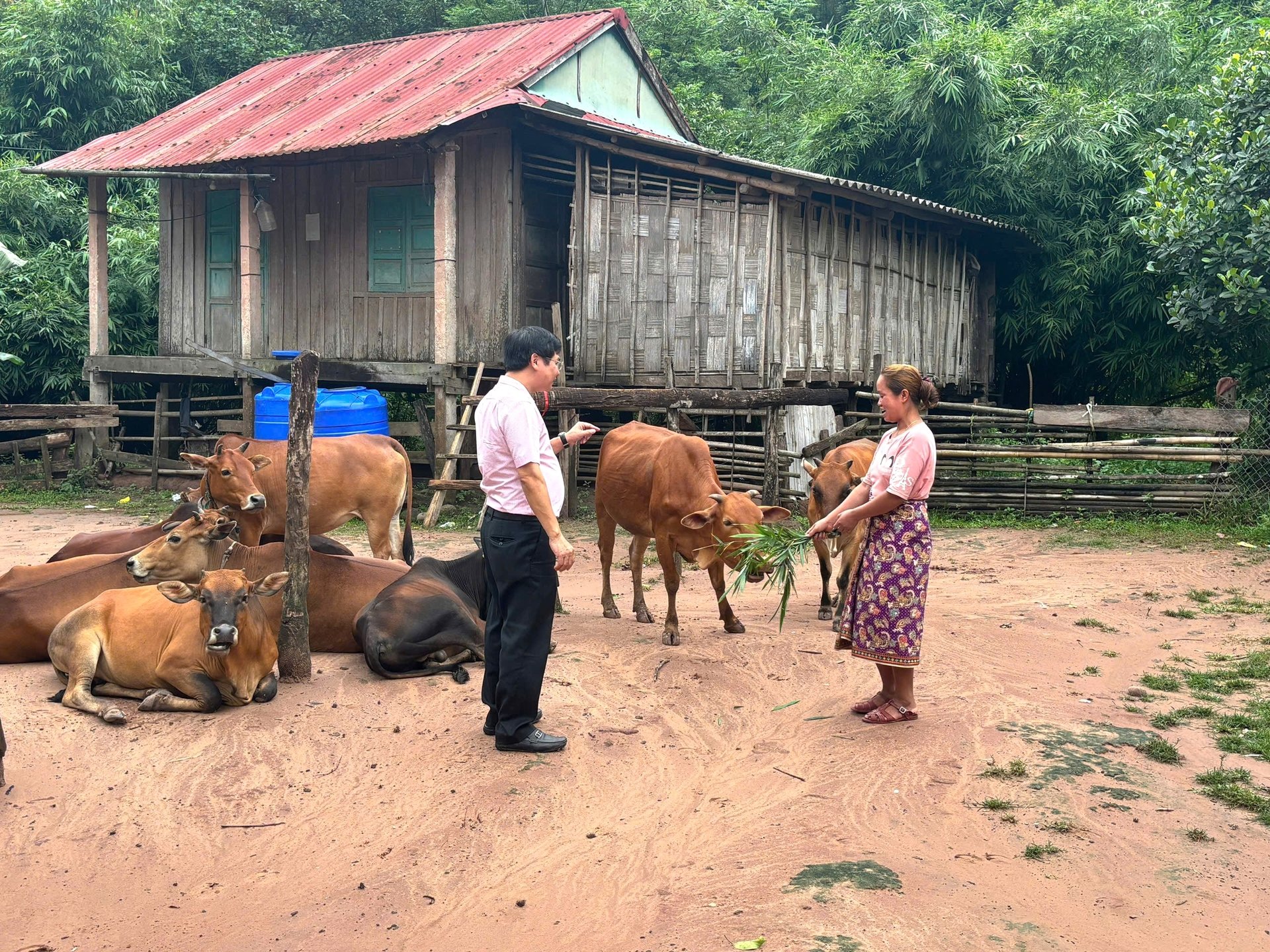 Quảng Trị: Bà con dân tộc dân Bru - Vân Kiều thoát nghèo nhờ vay tín dụng ưu đãi đầu tư nuôi bò, nuôi dê