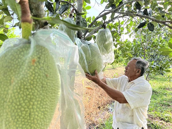 Trồng loại cây thấp tè mà ra trái to bự thế này, ông nông dân Cần Thớ cứ cắt là bán hết cả vườn