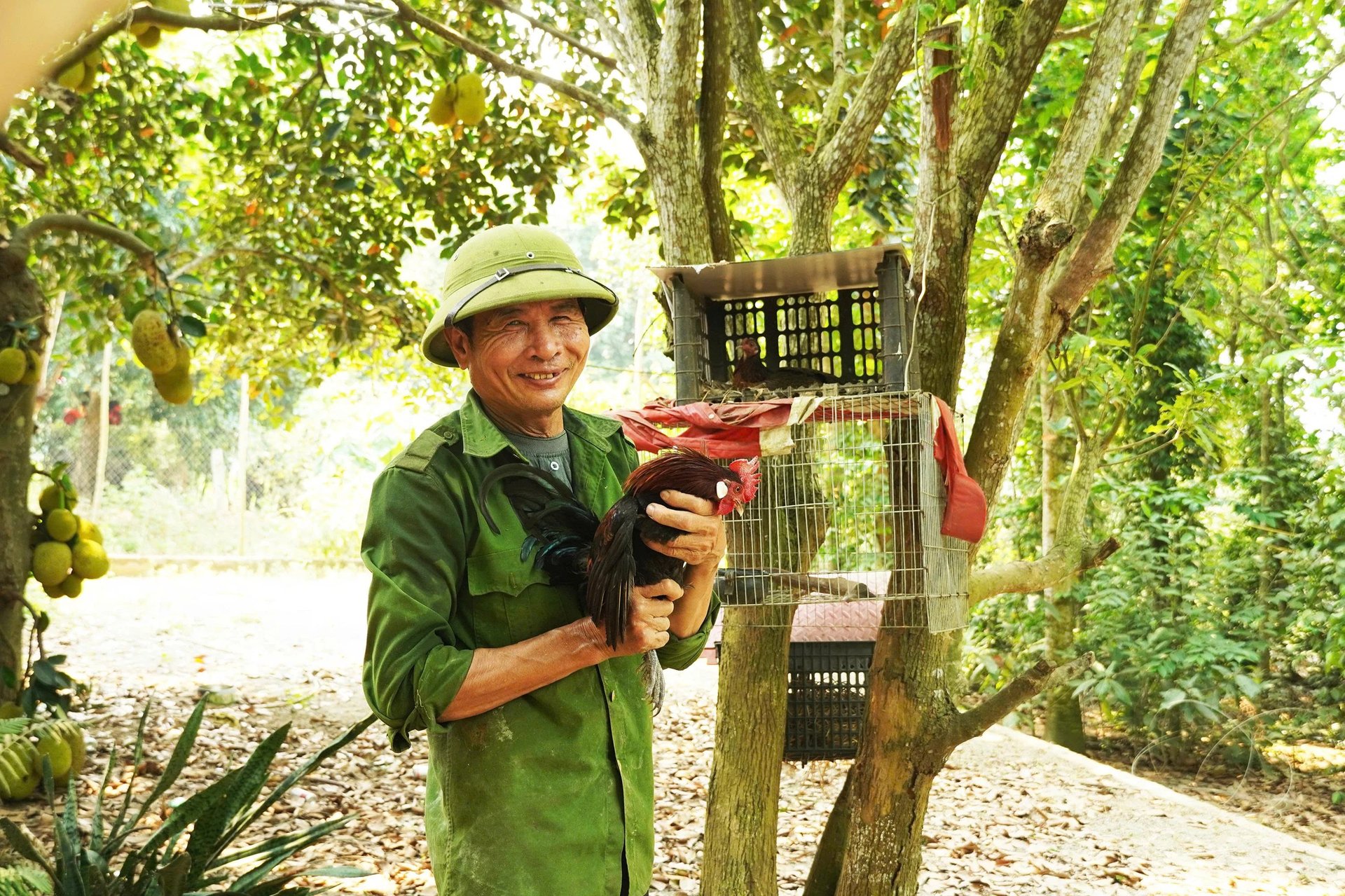Thuần hóa thành công gà rừng, nuôi như gà ta thả vườn ở Quảng Trị, có cả gà rừng 'bạch tạng'