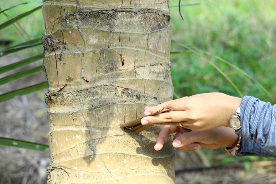 Con vật quái ác gì đang hại cây dừa ở tỉnh Vĩnh Long (mới) khiến dân tìm cách diệt trừ?