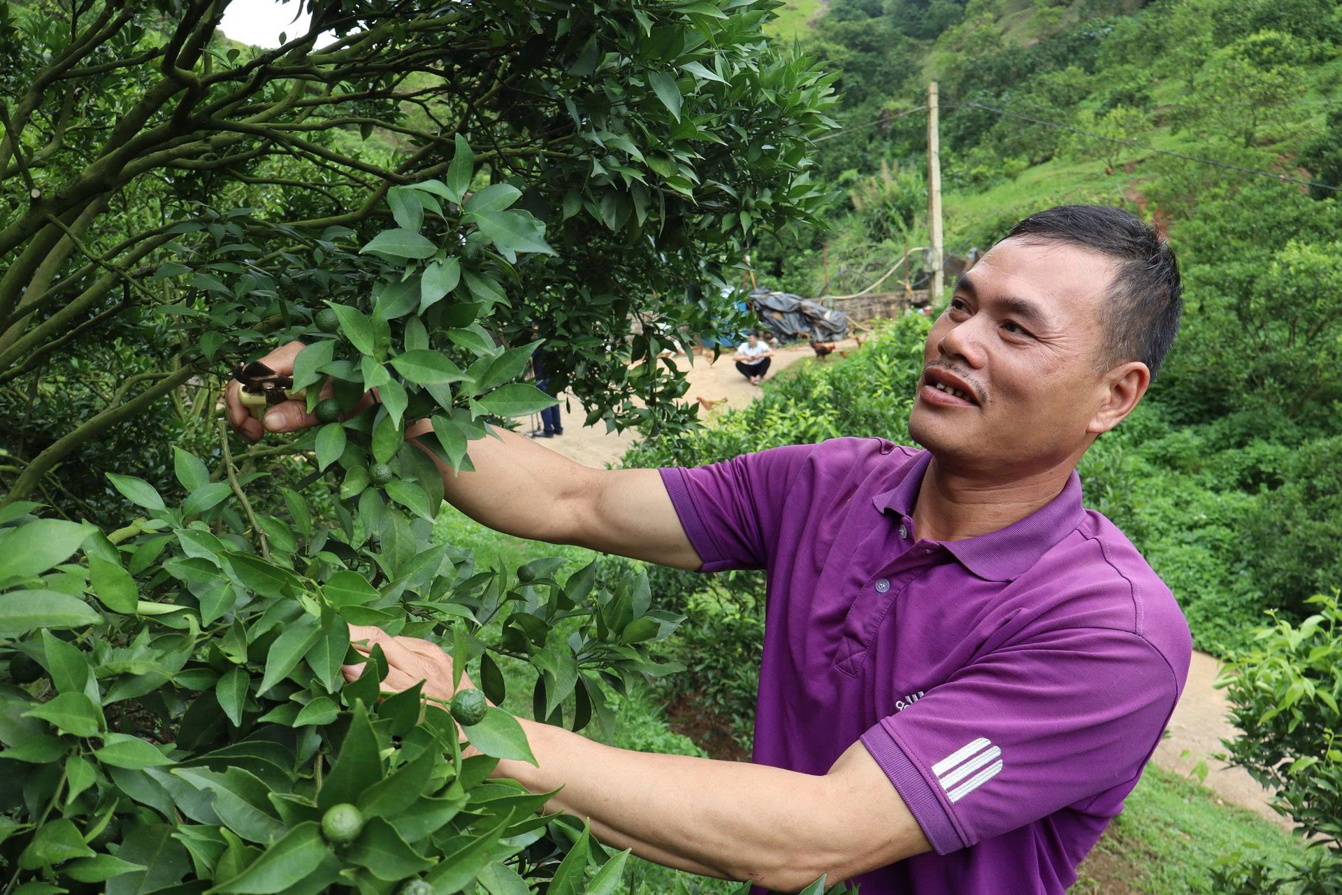 Đây là các cây trồng mới đang ra quả ngon, quả tốt, giúp nơi này là 'bản người Mông giàu nhất xã biên giới' tỉnh Sơn La