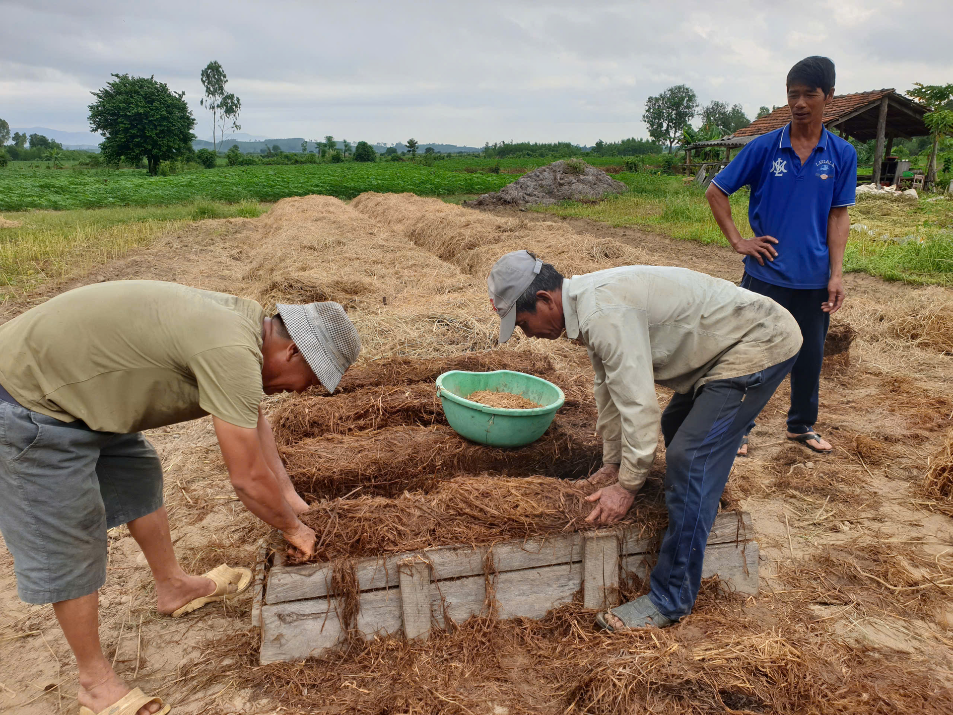 Chất thứ này ngoài đồng, dân Đắk Lắk 'gặt' loại rau ăn bổ dưỡng, bán hút hàng
