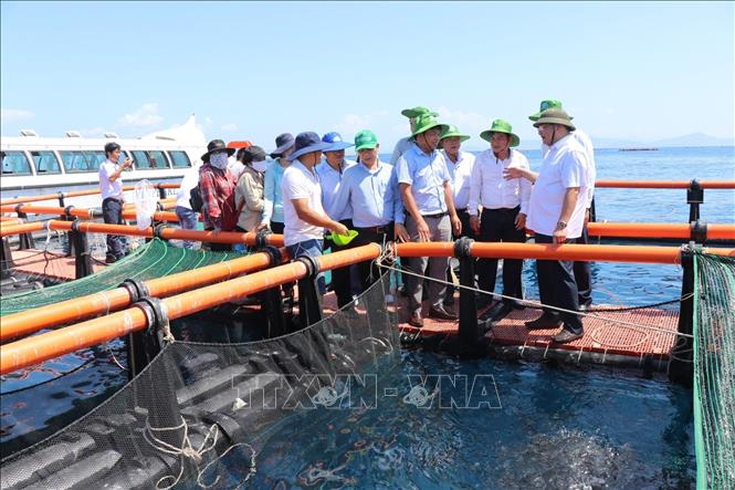 Đây là đầm nước mặn lớn ngoài khơi biển phường Nha Trang của Khánh Hòa, dân nuôi cá to bự thành công