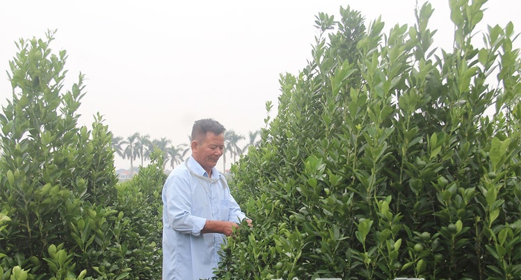 Phường Trà Lý của tỉnh Hưng Yên mới, sẽ là trung tâm văn hóa, vui chơi, giải trí, phát triển du lịch quan trọng