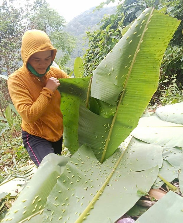 Con động vật này bu dày đặc tàu lá chuối, làm nên món ngon của cả làng ở Gia Lai