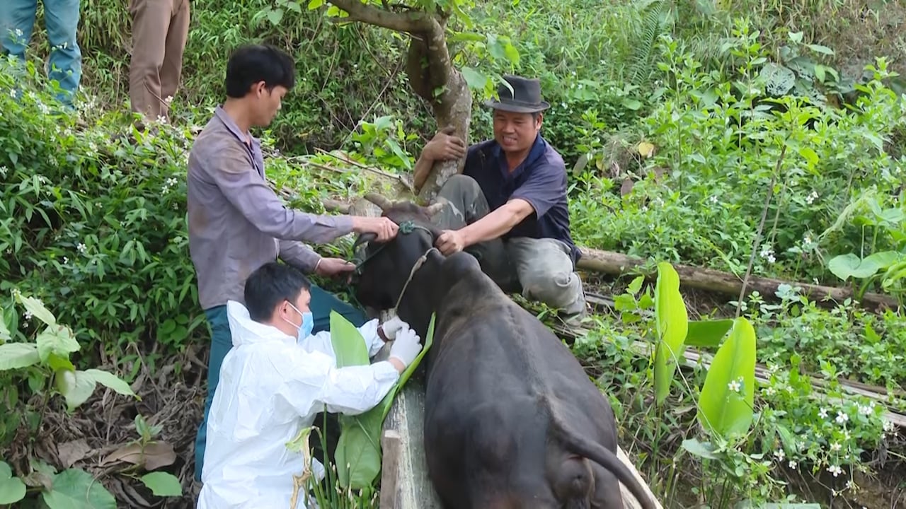 Sơn La chạy đua dập dịch viêm da nổi cục bảo vệ đàn gia súc nửa triệu con
