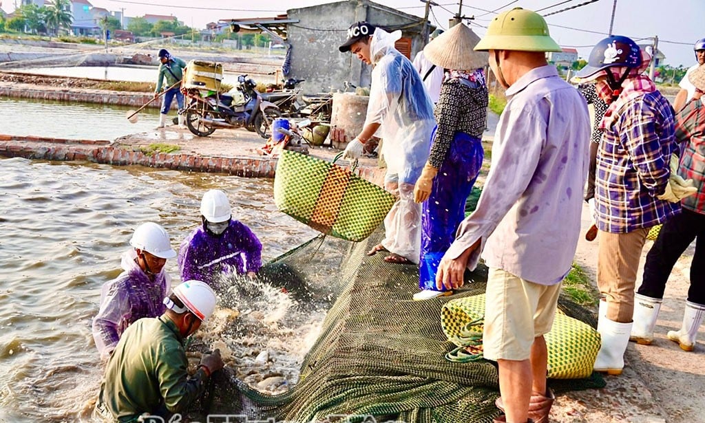 Tỉnh Hưng Yên (mới) có xã Đông Thụy Anh, dân đang giàu có lên bởi kinh tế biển, có dự án khu công nghiệp VSIP Thái Bình