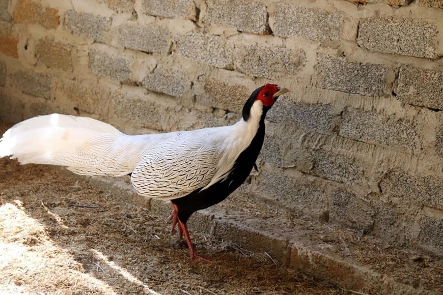Điểm mặt những loài động vật hoang dã được bảo vệ nghiêm ngặt, gà lôi trắng thuộc nhóm IIB từ 1/7/2025