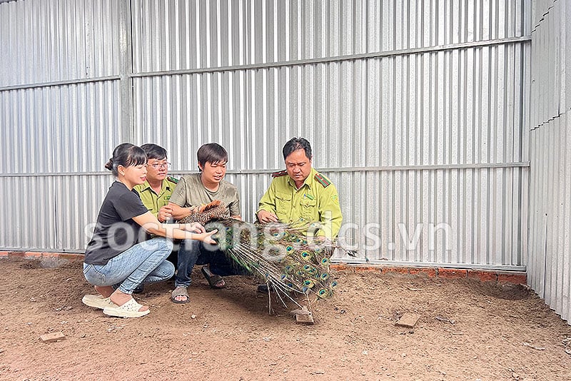 Anh nông dân Sóc Trăng nuôi chim quý hiếm xuất xứ từ Ấn Độ, cứ bán con nào là có người mua con đó