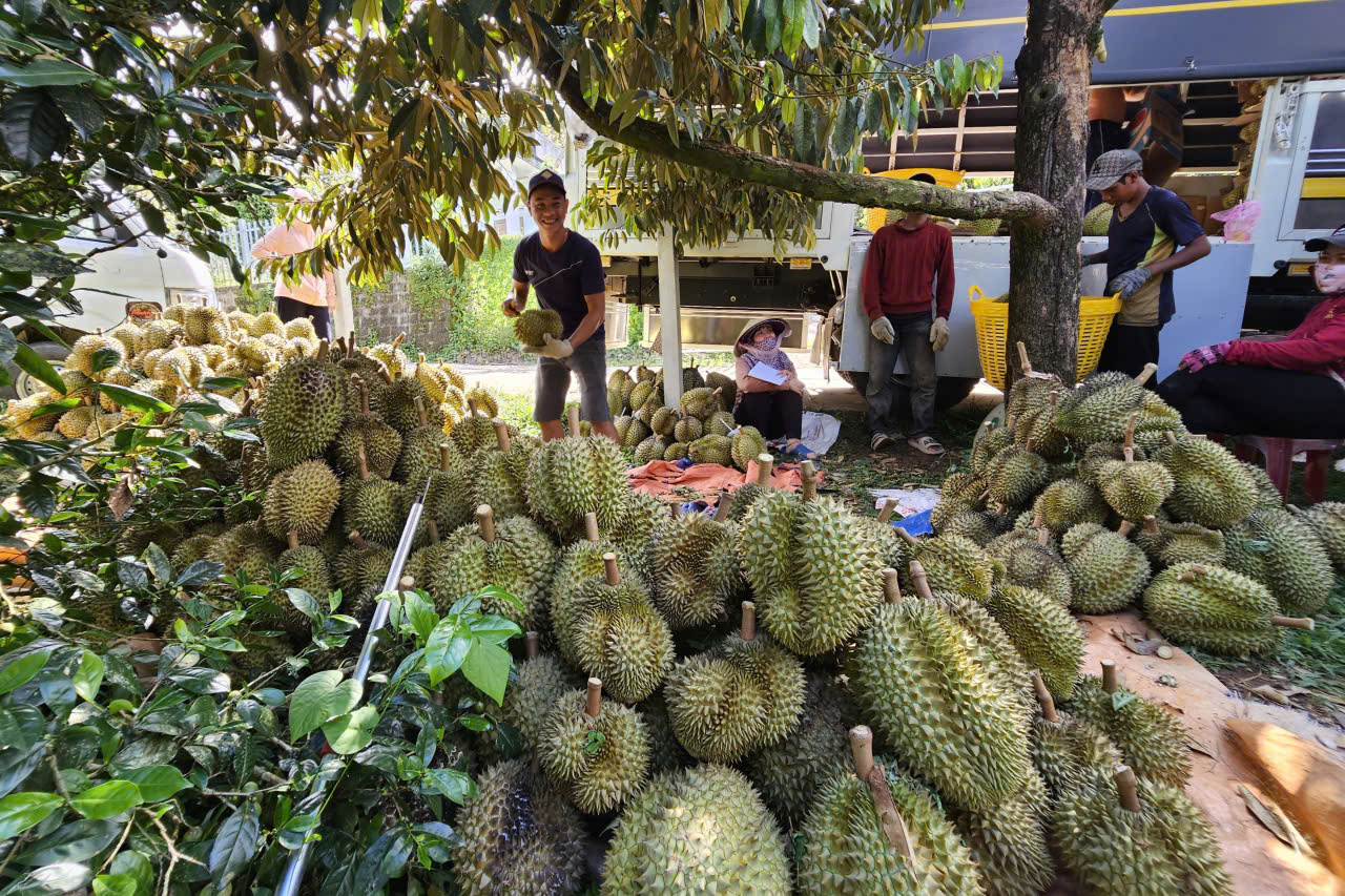 Giá mua bán sầu riêng ở vùng trồng lớn nhất tỉnh Khánh Hòa diễn biến thế nào mà khiến nông dân đang lo?