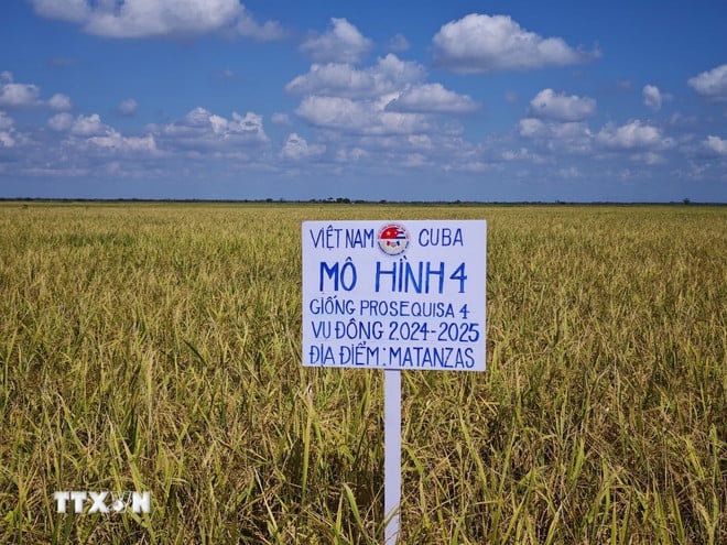 ttxvn-hop-tac-lua-gao-viet-nam-cuba-2-175239.jpg