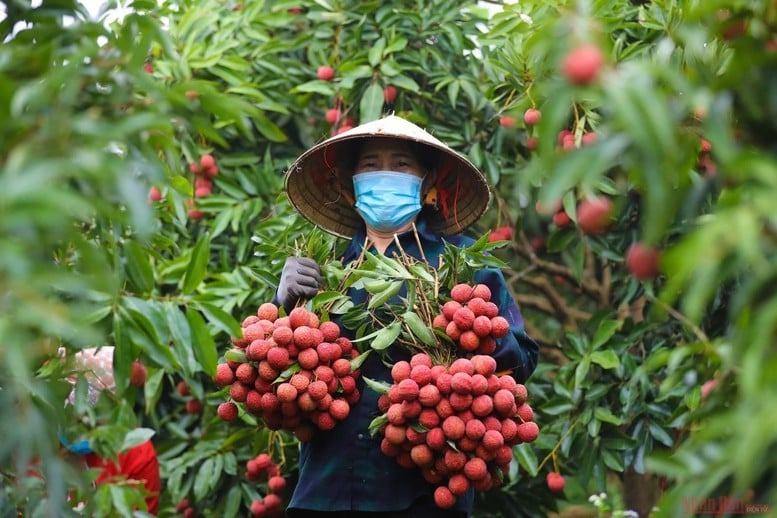 giang20250510150829
