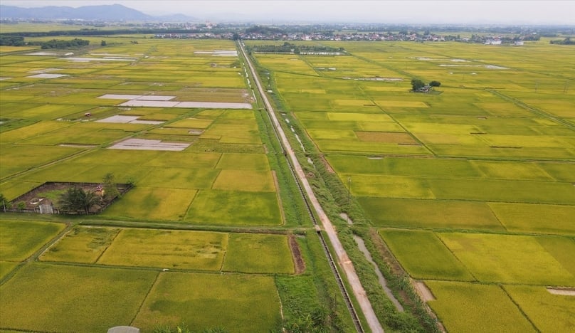 hang-ngan-ha-lua-xuan-2025-o-nghe-an-co-nguy-co-mat-trang