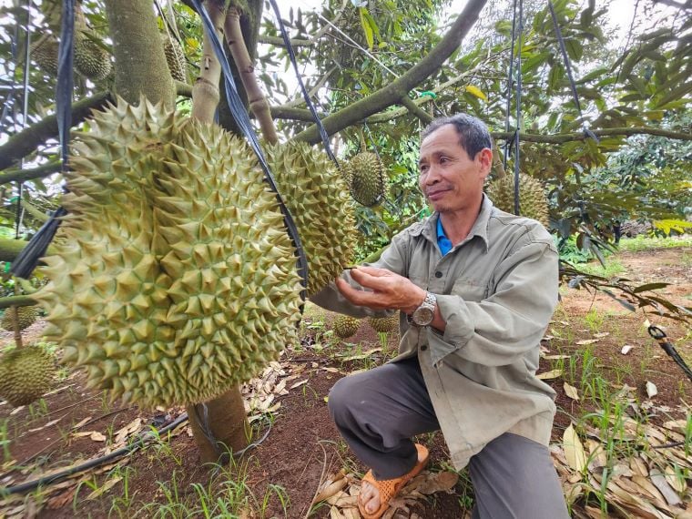 Sau-Rieng-31