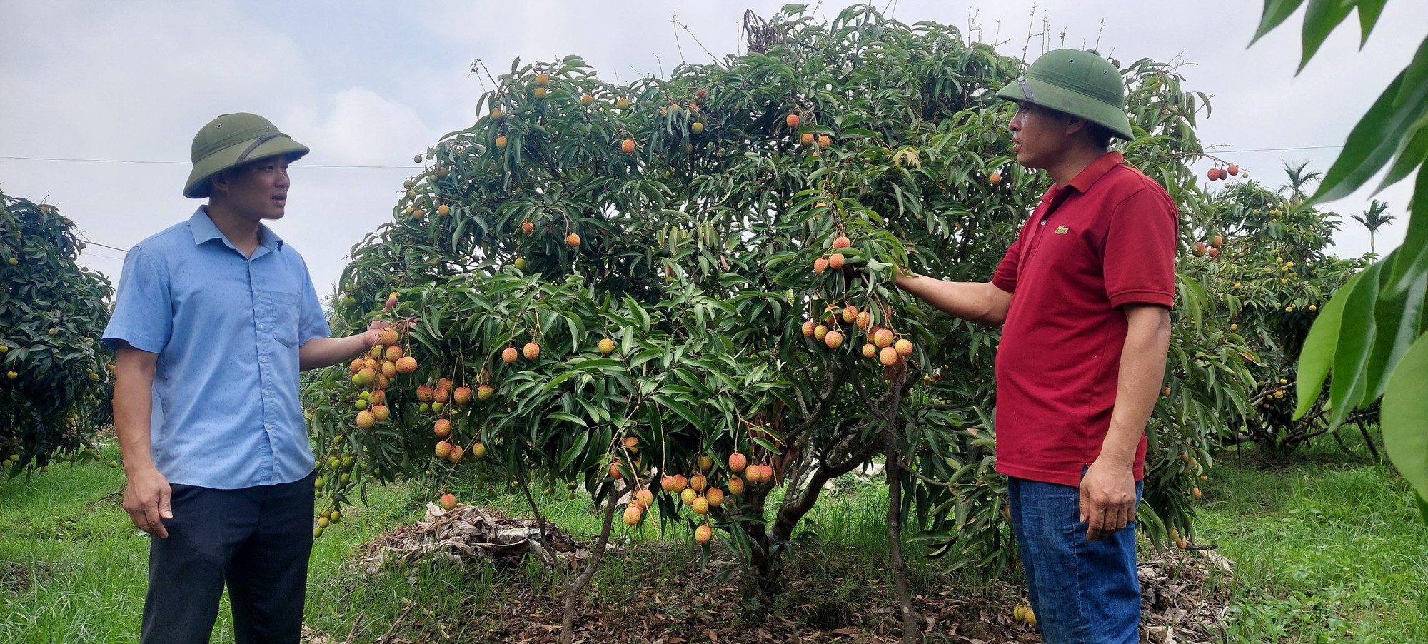  Anh Bùi Văn Tiến - Chủ tịch HND xã Bát Trang, huyện An Lão, TP. Hải Phòng (bên trái) đang đến thăm vườn vải sớm của nông dân trong thôn. Ảnh : Thu Thủy