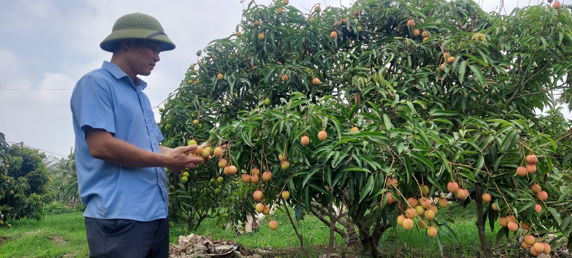  Cây vải sớm, giống u lì, nông dân đang bán với giá từ 90.000 - 100.000 đồng/kg. Ảnh :Thu Thủy