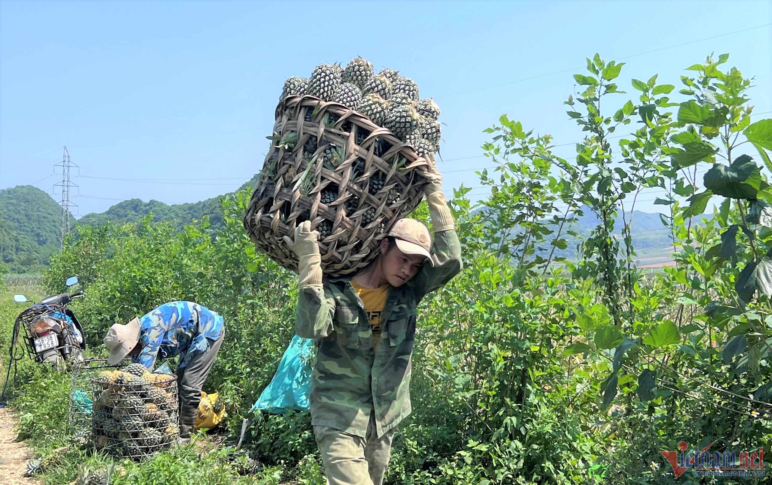  Vác từng sọt dứa từ đồng lên bờ 