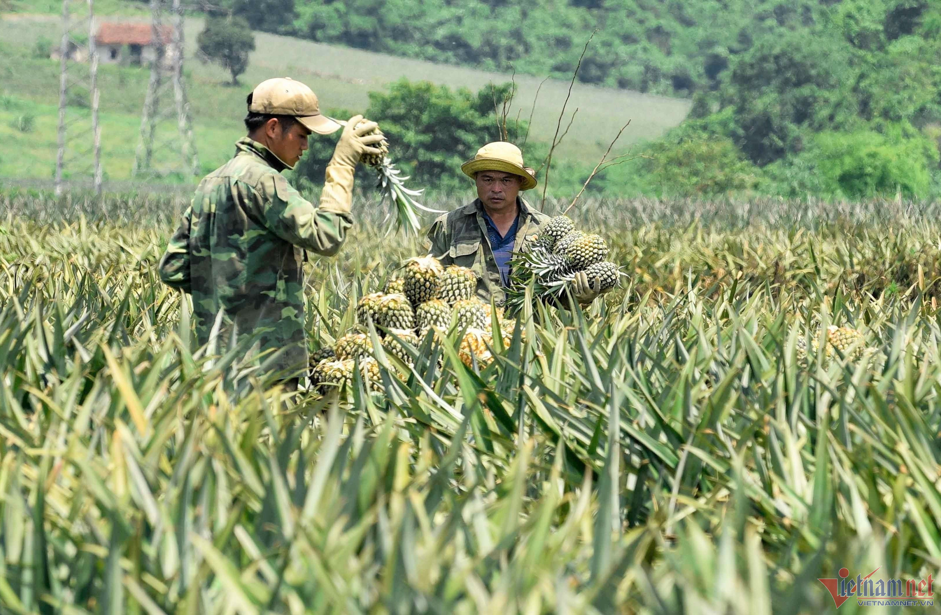  Dứa sạch, không dùng thuốc ép chín. Nước dứa được chị em khắp nơi ưa chuộng để detox ngày hè