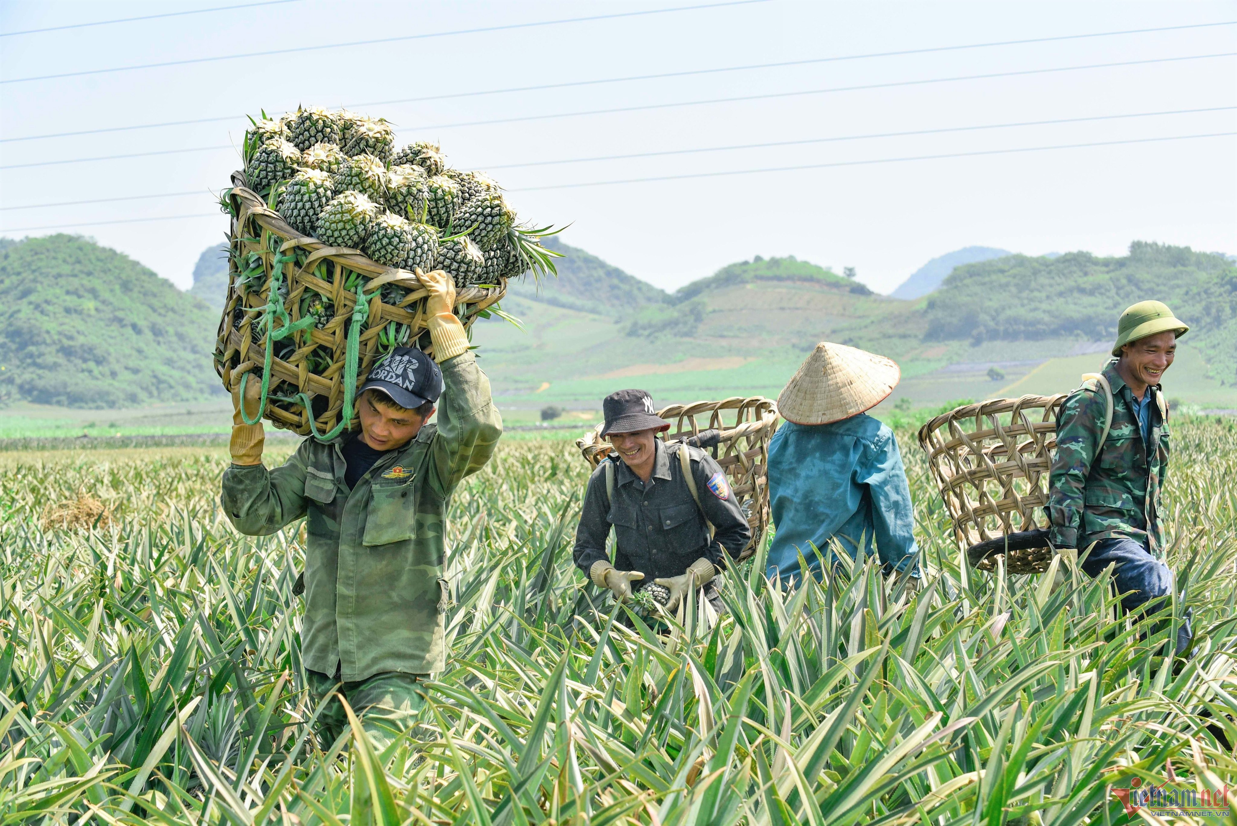  Bất chấp thời tiết nắng nóng, những người nông dân vẫn thu hoạch dứa