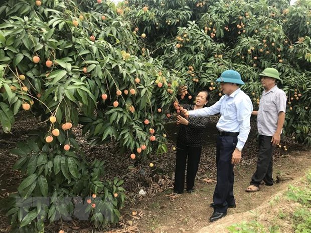  Chính quyền địa phương và người dân kiểm tra chất lượng vải tại vườn. (Ảnh: Tiến Vĩnh/TTXVN)