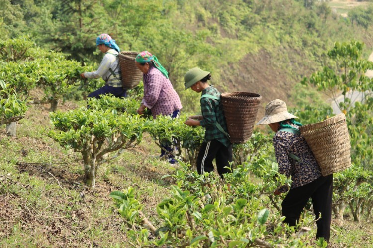  Chè Tuyết San ở xã Huồi Tụ cũng là một trong mô hình đưa người dân thoát nghèo.