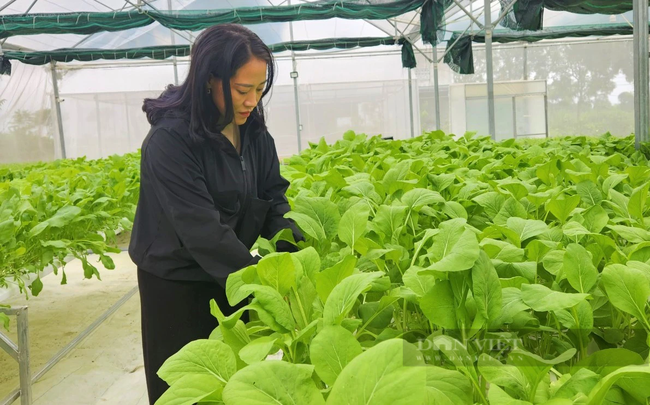 Hợp tác xã rau củ quả sạch Duy Tân ở xã Tân Sơn, huyện Đô Lương, Nghệ An với mô hình trồng rau sạch trong nhà màng, ứng dụng công nghệ hiện đại. Ảnh: B.A