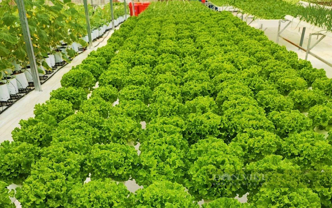 Những luống rau sạch được trồng ở hợp tác xã rau củ quả sạch Duy Tân, xã Tân Sơn, huyện Đô Lương đẹp lung linh như một thước phim. Ảnh: B.A