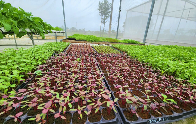 Quy trình sản xuất rau của hợp tác xã tuân thủ rất nghiêm ngặt các quy tắc, đảm bản sản phẩm sạch, an toàn. Ảnh: B.A